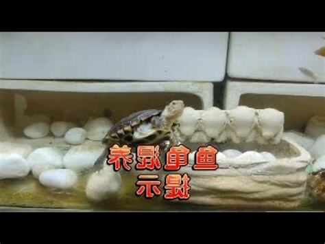 烏龜 魚 一起養